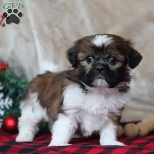Holly, Shih Tzu Puppy